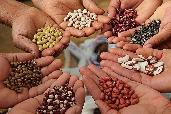 Hora de Plantar 2025: Governo do Ceará distribui sementes em todo o Ceará