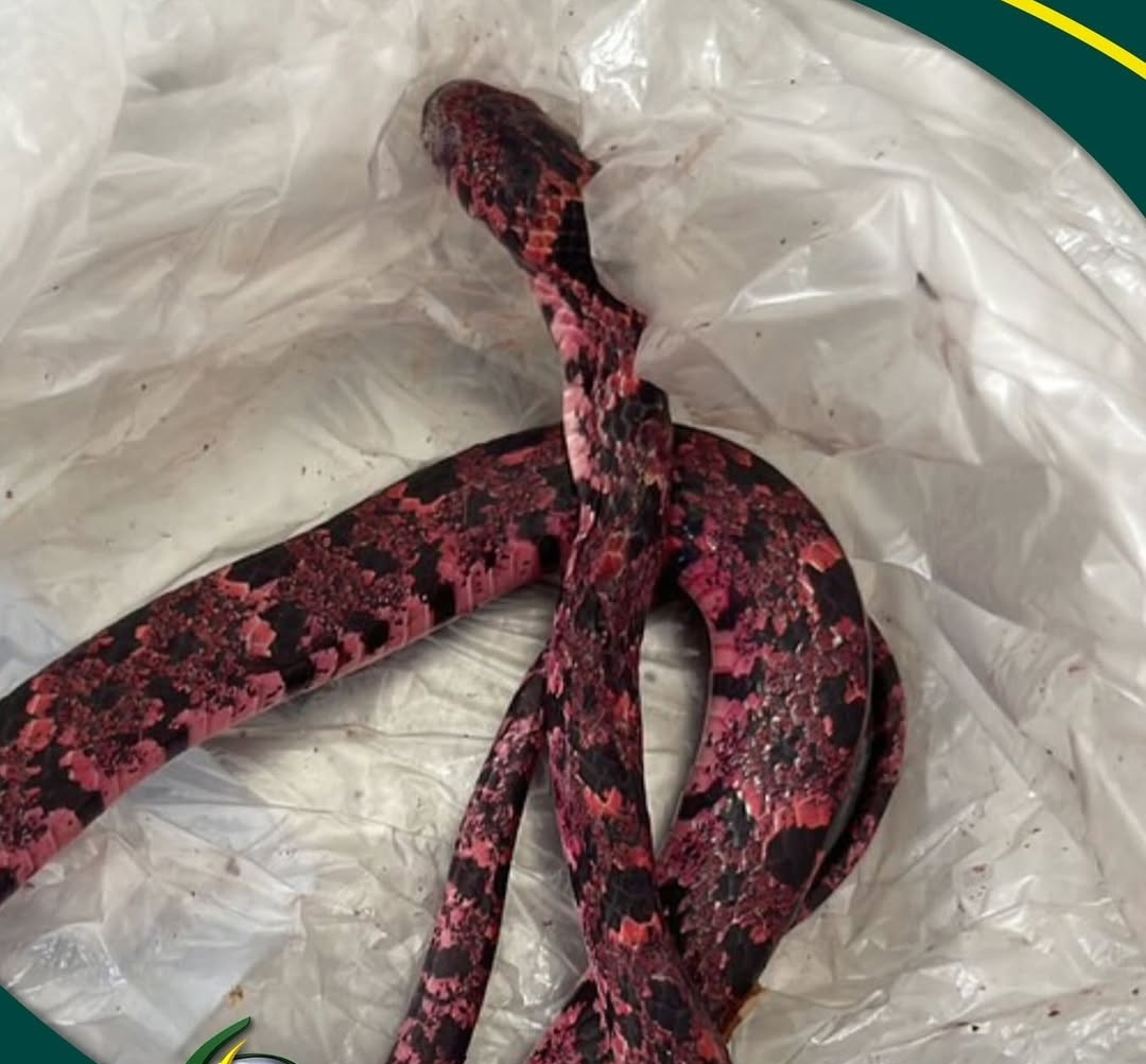 Homem passa mal e vomita cobra no centro da Cidade de Mulungu