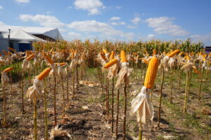 ExpoCariri 2025: Elmano de Freitas anuncia estudos para implantação de 10 mil hectares de perímetros irrigados no Cariri