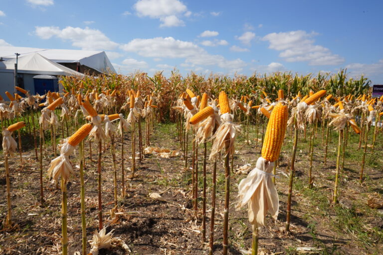 ExpoCariri 2025: Elmano de Freitas anuncia estudos para implantação de 10 mil hectares de perímetros irrigados no Cariri