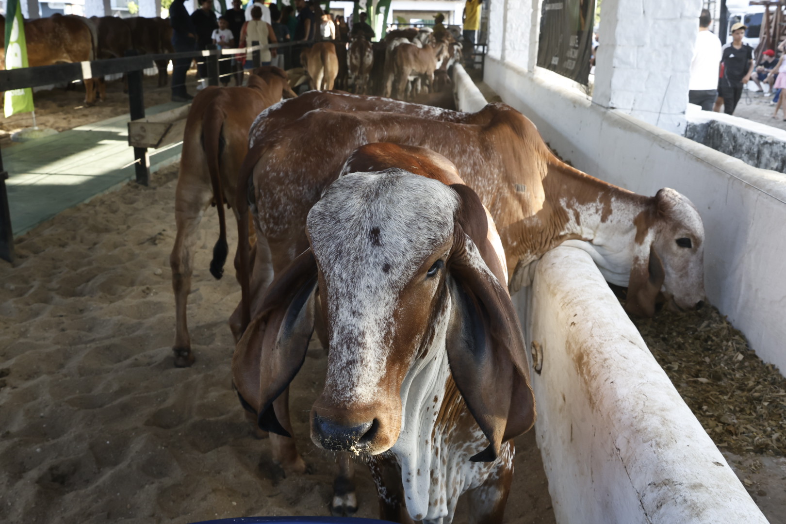 Governo do Ceará anuncia certificação nacional de empresas cearenses, na abertura da Expoece
