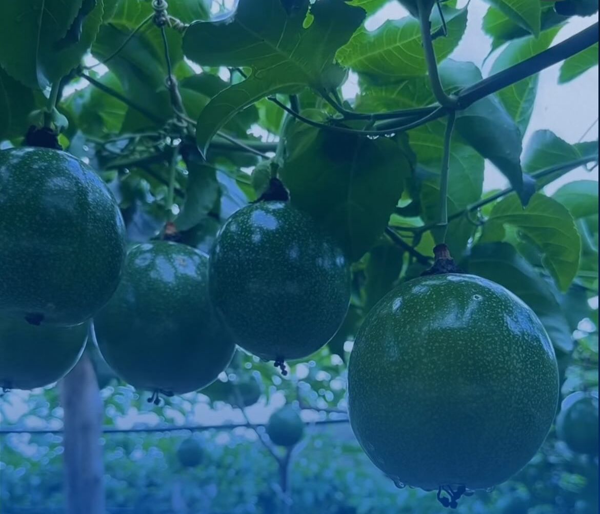 Mulungu fortalece o desenvolvimento rural sustentável por meio do programa “Agro que gera impacto”